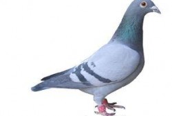 武汉鸽子最新爆料信息网,揭秘城市热点事件幕后真相